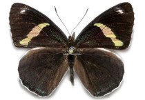 DIAETHRIA ANNA ANNA 